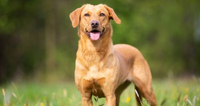 Genetic test identifies dogs' risk of cruciate ligament damage